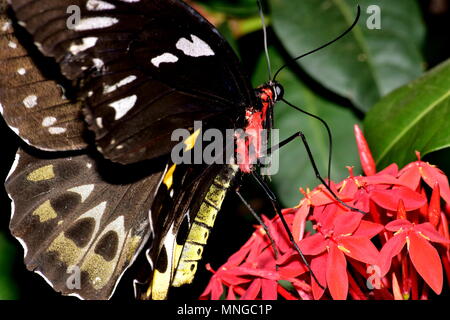 Birdwing butterfly Stock Photo