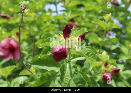 Beautiful pink allamanda and flower buds in the garden with green leaves and blue sky closeup. Stock Photo
