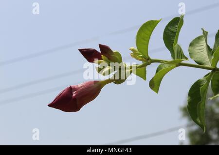 Beautiful pink allamanda and flower buds in the garden with green leaves and blue sky closeup. Stock Photo