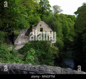 Jesmond Dene in Summer, Newcastle upon Tyne, Tyne & Wear, England, United Kingdom Stock Photo