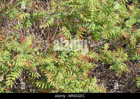 Spring  April  real wild  bush new  leaves   background. Sunny day outdoor nature shot Stock Photo