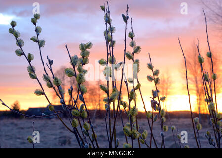 Flowering willow branches against the background of the dawn sky Stock Photo