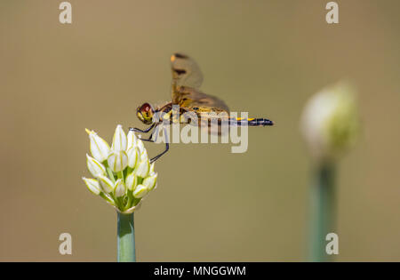 Dragon Fly on a bloom Stock Photo