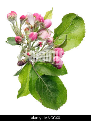 Spring May apple tree pink flowers buds  and green leaves. Isolated on white studio shot Stock Photo