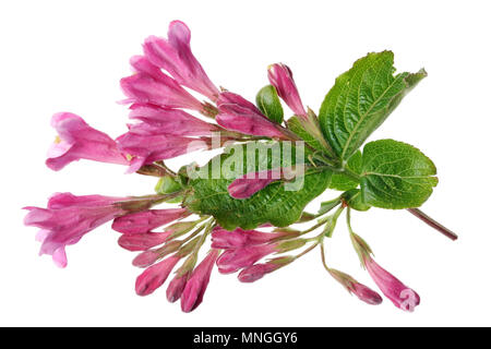 Pink spring flowers in the form of bells of garden weigela bush. Isolated on white studio macro shot Stock Photo