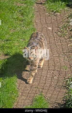 Scottish Wild Cat, Felix Sylvestris, Endangered Stock Photo