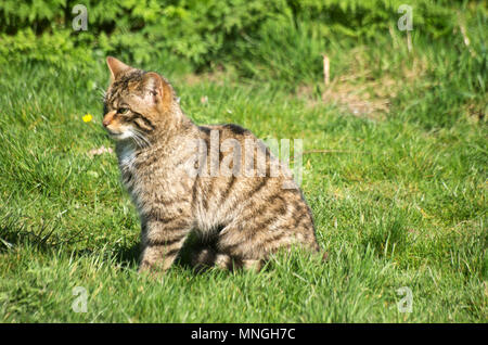 Scottish Wild Cat, Felix Sylvestris, Endangered Stock Photo