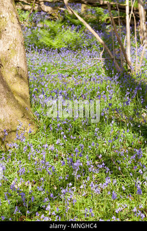 Native British bluebells growing wild. Stock Photo