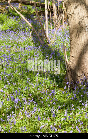 Native British bluebells growing wild. Stock Photo