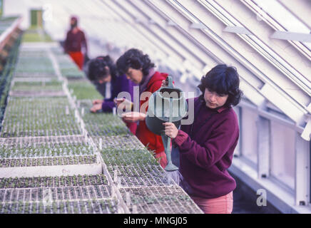 RAJNEESHPURAM, OREGON, USA - Rajneeshees, followers of religious cult leader Bhagwan Shree Rajneesh, work in greenhouse. 1984 Stock Photo