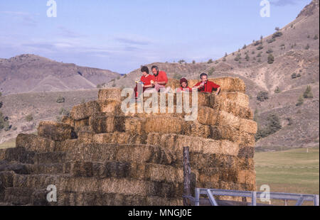 RAJNEESHPURAM, OREGON, USA - Rajneeshees, followers of religious cult leader Bhagwan Shree Rajneesh, work in greenhouse, on stack of hay bales. 1984 Stock Photo