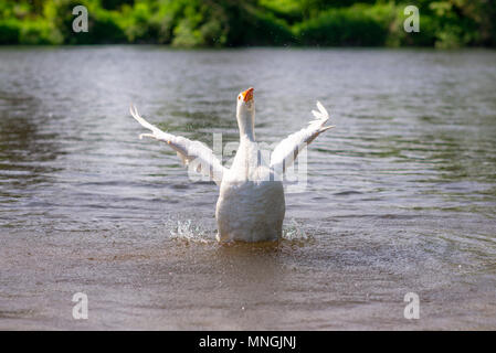 White Greylag goose with an orange beak flapping it's wings in a river. Stock Photo