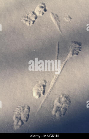 Dogs paw prints on snowdrift Stock Photo