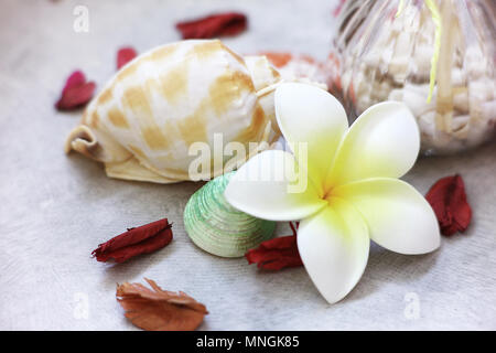 Close up flower and shell and dry rose decorate spa room Stock Photo
