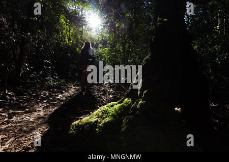 Girl walking through a back lit, overgrown ethereal rain forest in the Australian Blue Mountains. Stock Photo