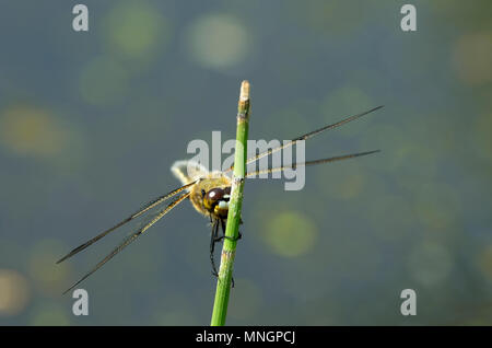 Summer dragonfly called mosaic darner sits on the stem of the horsetail on a blurred background  and looks attentively Stock Photo