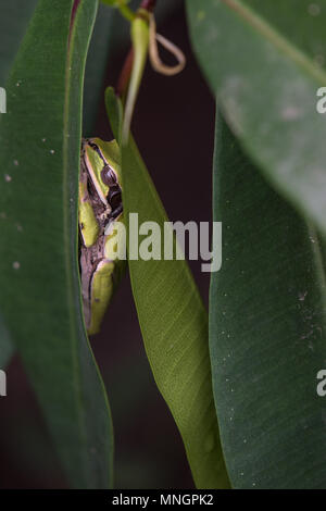 Masked Tree Frog, Smilisca phaeota, Hylidae,  Manuel Antonio National Park, Costa Rica, Centroamerica Stock Photo