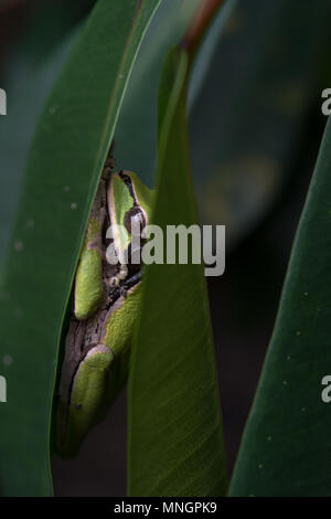 Masked Tree Frog, Smilisca phaeota, Hylidae,  Manuel Antonio National Park, Costa Rica, Centroamerica Stock Photo