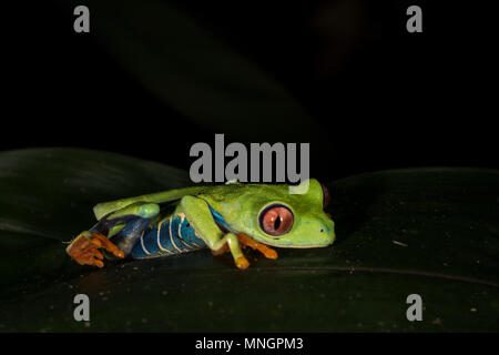 Red-eyed Leaf Frog, Agalychnis callidryas, Hylidae, Manuel Antonio National Park, Costa Rica, Centroamerica