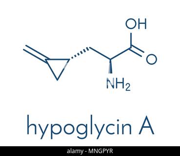 Hypoglycin A molecule. Toxic amino acid found in unripened lychees. Skeletal formula. Stock Vector
