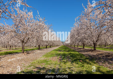 Almond trees in full bloom in early March, California Central Valley, United States. Stock Photo