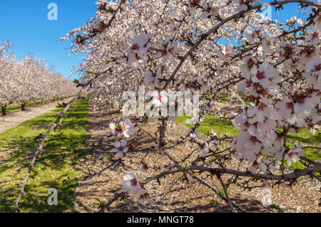 Almond trees in full bloom in early March, California Central Valley, United States. Stock Photo
