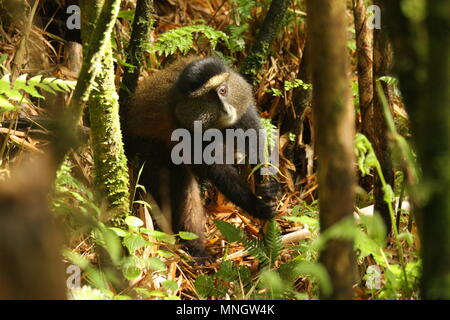 Golden Monkey - Volcanoes National Park, Rwanda Stock Photo