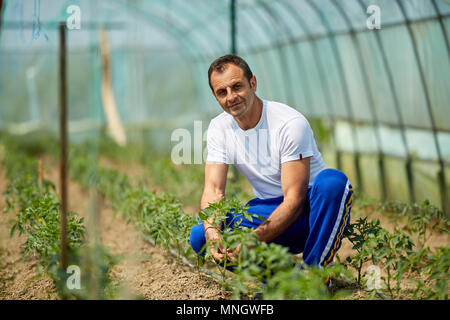 Farmer checking his tomato plants in the greenhouse Stock Photo