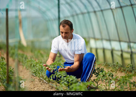 Farmer checking his tomato plants in the greenhouse Stock Photo