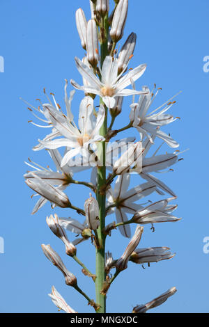 St Bernard's Lily, Anthericum liliago Stock Photo