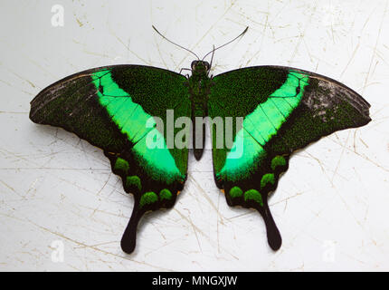 Papilio palinurus, the emerald swallowtail, emerald peacock, green-banded peacock on the desk. Stock Photo