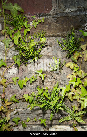 Maidenhair spleenwort ferns, Asplenium trichomanes, and common ivy, Hedera helix, growing in a shaded entrance to a railway tunnel, lit by flash, in n Stock Photo