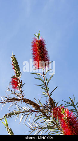 Calistemon montanus is a genus of shrubs in the family myrtaceae. On the background is blue sky. Stock Photo