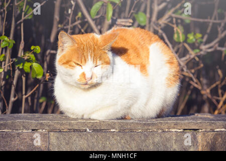 Cute orange cat resting and relaxing outdoors Stock Photo