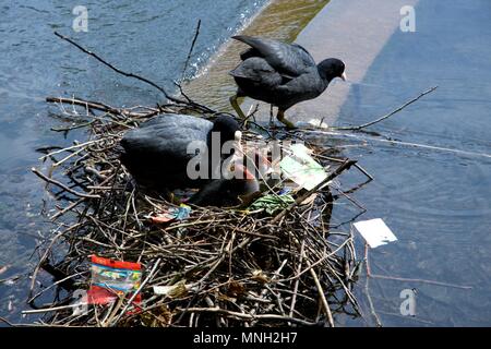 Two coots with two chicks in a nest on the lake in Pavilion Gardens in Buxton, Derbyshire, UK Stock Photo