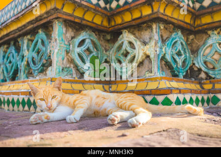 Cat relaxing on Pagoda in Wat pho Buddhist temple in Thailand Stock Photo