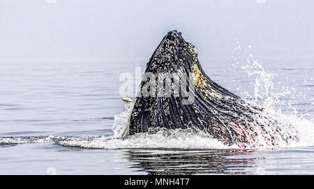 A Humpback Whale(Megaptera novaeangliae) feeding on Atlantic menhaden (Brevoortia tyrannus) in the Atlantic Ocean off the coast of southern New Jersey