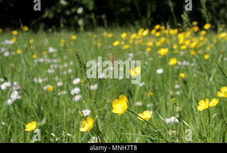 Shepherds Bush, London, UK. 17th May 2018.  UK Weather. Buttercups in flower enjoying the sunshine in green grass Stock Photo