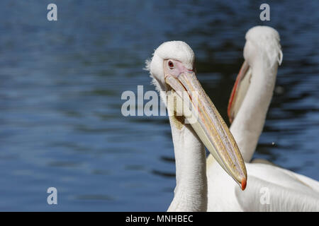 London, 17th May 2018. The pelicans in St James' Park bask in the sunshine. Around London, tourists and Londoners enjoy a beautifully sunny and warm day in the capital. Credit: Imageplotter News and Sports/Alamy Live News Stock Photo