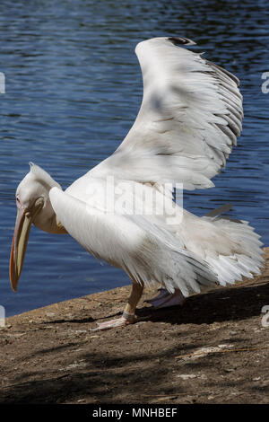 London, 17th May 2018. It's Yoga time for the pelicans in St James' Park as they stretch their wings in the sunshine. Around London, tourists and Londoners enjoy a beautifully sunny and warm day in the capital. Credit: Imageplotter News and Sports/Alamy Live News Stock Photo
