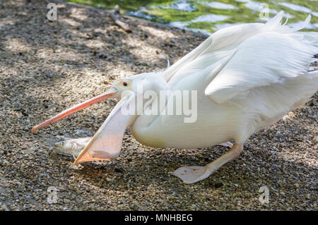 London, 17th May 2018.  Something fishy for lunch - the pelicans enjoy a fish snack. Around London, tourists and Londoners enjoy a beautifully sunny and warm day in the capital. Credit: Imageplotter News and Sports/Alamy Live News Stock Photo