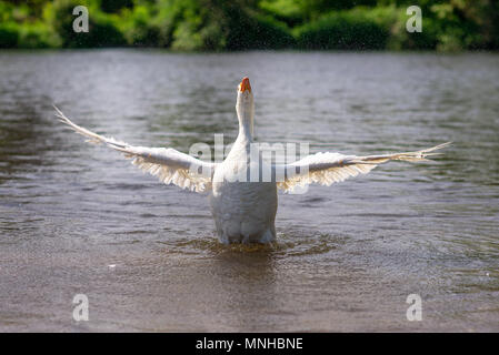 White greylag goose in a flap, flapping it's wings as it scrubs up in river water. Stock Photo