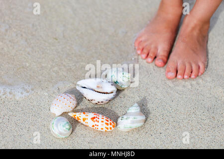 Different kinds of seashells on sand beach Stock Photo