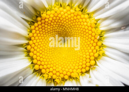 An up close shot of the center disc of a wild daisy. Stock Photo