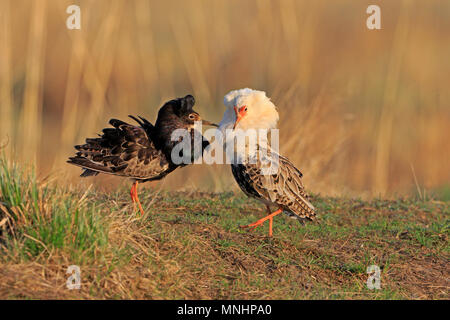 Two Male Ruffs on a lek in Finland Stock Photo