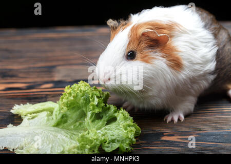 A small guinea pig eating a lettuce leaf on a wooden table. Close-up Stock Photo