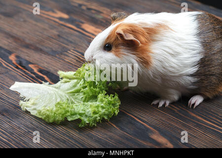 A small guinea pig eating a lettuce leaf on a wooden table. Close-up Stock Photo