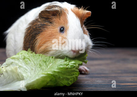 A small guinea pig eating a lettuce leaf on a wooden table. Close-up Stock Photo