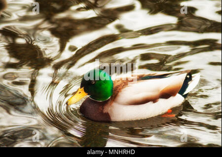 A male mallard duck a member of the dabbling duck family swims in a pond. Stock Photo