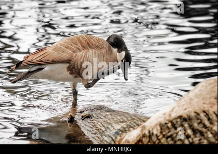 Canada Goose uses one web foot to scratch it s face while balancing on the other in a pond Stock Photo Alamy